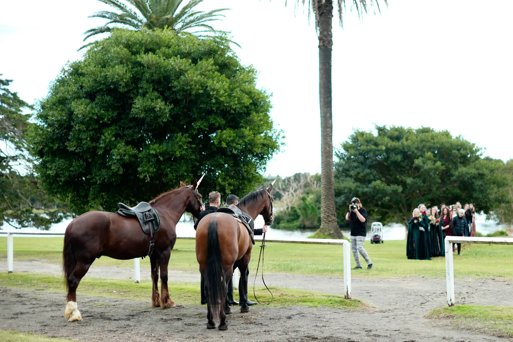 Two horses stand in the Park while a group watches from the rail and a photographer works at a distance